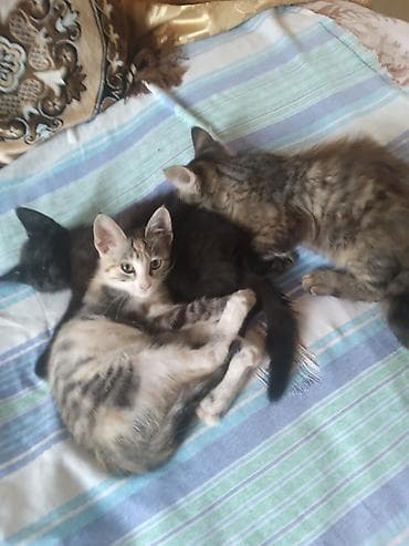 pişiklər ucuz: Tabbi, Dişi, Yaxşı əllərə — 2