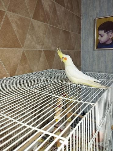 Məhsul: Nimfa (cockatiel) – ağ rəngli, sarı toqqa və yanaqlarda