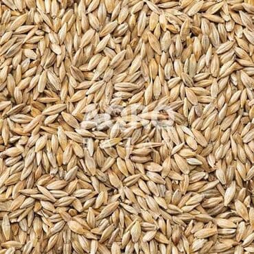 Buket güllər: Satan: Arpa toxumu Təsvir: - Yüksək keyfiyyətli arpa toxumu — 1