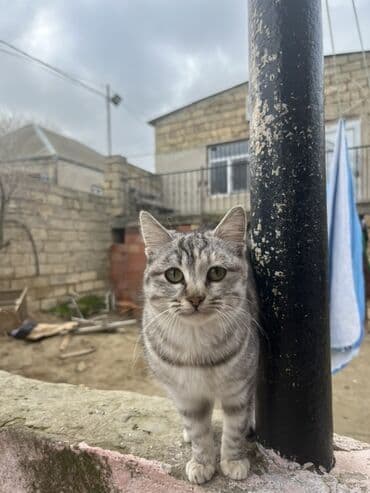 Akvariumlar: Tabbi, Dişi, Yaxşı əllərə — 1