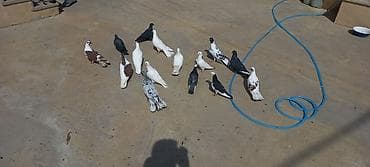 danışan quş: Qaralar şar kimidi ebreş 18 tuk erkeydi ag erkey 20 tukdu qara baş — 5