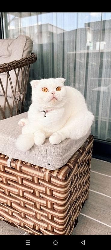 pişik lalafo: Britan yastı qulaq, Dişi, Yaxşı əllərə, Ödənişli çatdırılma — 1