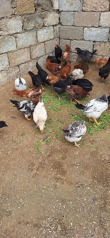 toyuq satan: Kend cüceleri .Qiymet 6 manat .25 edetdi kom götürene endirim var — 4