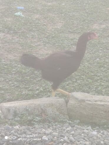 Гуси: Heyratı erkek dişi cütü 50azn — 2