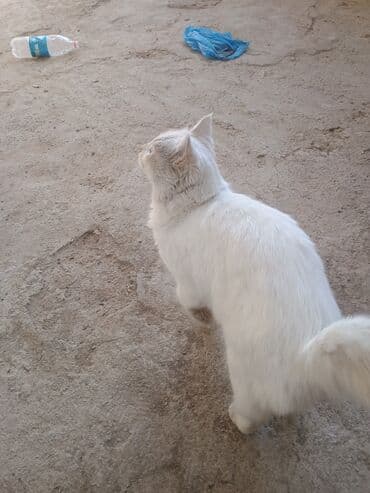 akita inu poklanjam: Britan, Erkək, Ünvandan götürmə — 3