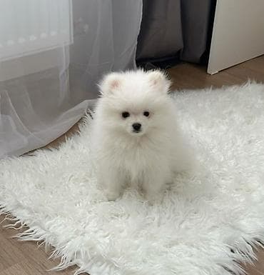 Şpitz, 1 ay, Dişi, Sənədli, Ödənişli çatdırılma