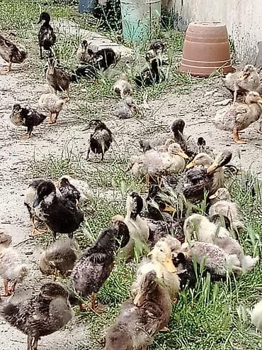 lal ördeyler: Ördek balalar 1 gunluk 3m.1 aylıq 5m.2 aylıq 6n.obşi 140 ədəd — 4