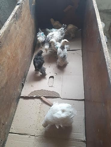 çüçə: Brama cücələri 9 dənədi 7si 15 günlük ikisi bir aylıqdı vaksinləri — 7