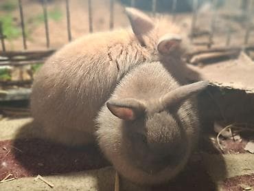 Другие с/х животные: Holland lop cinsi Ev dovşanları – tüklü miniatür bala dovşanlar şəkil — 1