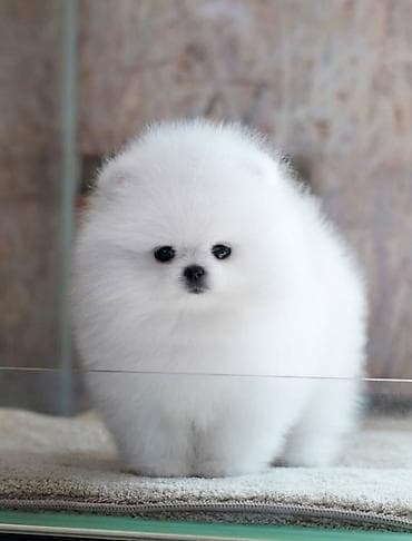 Другие животные: Шпиц, 1 месяц, С родословной — 1