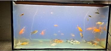akvarium 90x40x50: Dördbucaq akvarium, Balıqlarla birlikdə, 288 l, Ünvandan götürmə — 5