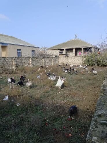 sort qoyunlar: Məhsul: Hinduşka (hind toyuğu) sürüsü – müxtəlif cins və rənglər — 4