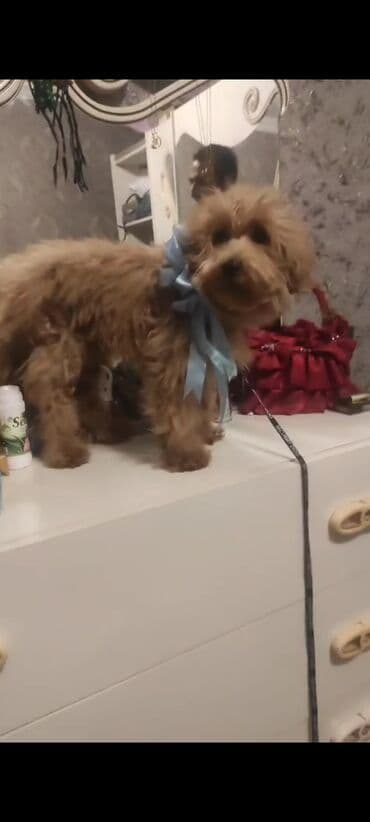 Pudel, 6 ay lalafo.az -da Pudel, 6 ay