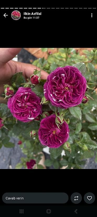 гул: Məhsul: Qızılgül kol gülləri – çoxçeçəkli, dekorativ sortlar Təsvir — 8