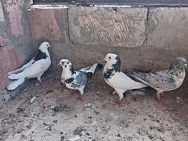 ev quşları haqqında melumat: - Şəkillərdə 4 ədəd göyərçin göstərilir. Hazır cut yumurtaya qovullar — 3