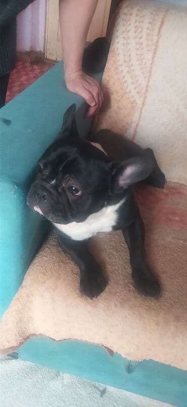 питомники собак в баку: 2 года, Самец, Для вязки, Самовывоз — 1