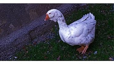 cins ineklerin satisi: Erkək, | Xolmogor, Damazlıq, Ünvandan götürmə — 3