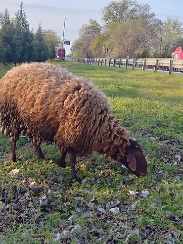 dana xacmaz: Qoyunlar – ət, süd və yun üçün - Cins: yerli quyruqlu (yağlı quyruq) — 4