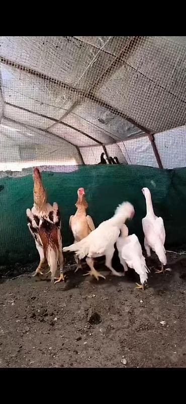 kənd toyuqları: Toyuq cücələri, Damazlıq — 2