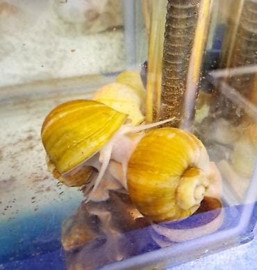 akvaryum aksesuarlari: İri ölçüdə akvariumu temizleyen ilbizlerimiz artiq yem qaliqlari ve — 1