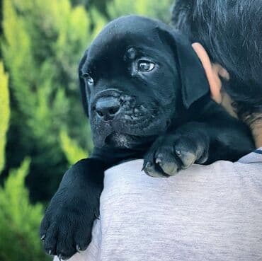 хомяк цены: Кане-корсо, 3 месяца, Самец, С родословной — 19