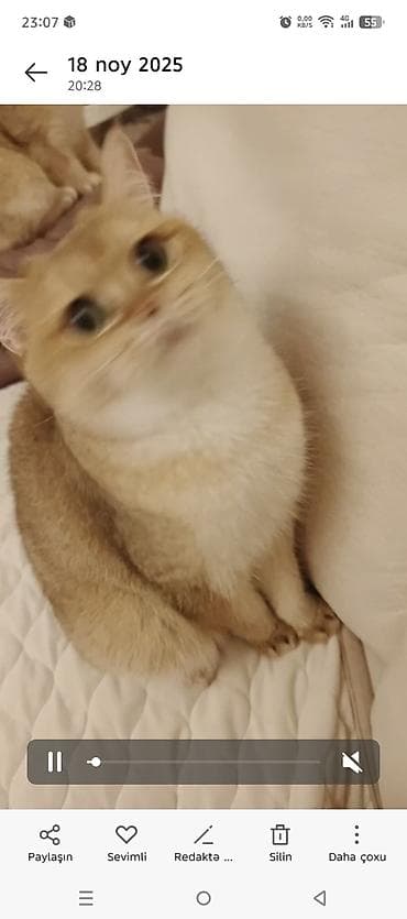 pişik baytarı: Qızıl şinşilla, Erkək, Dişi, Yaxşı əllərə, Ünvandan götürmə, Pulsuz çatdırılma, Ödənişli çatdırılma — 7