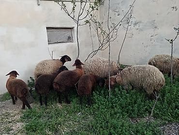 cins qoyunlar: Dişi, Qala, il: 1, 50 kq, Damazlıq, Ünvandan götürmə — 2