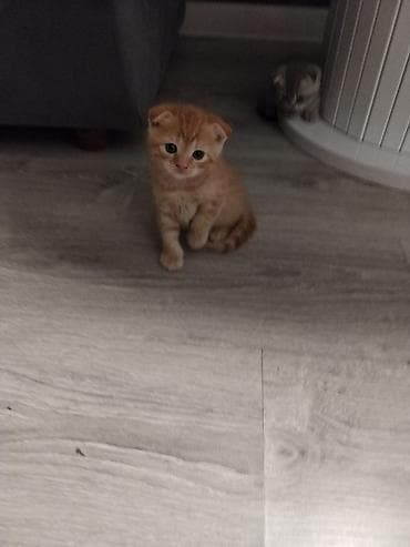 pişik cantası: Qara tüklü, balaca pişik balası - Rəng: tam qara, parlaq tüklər - — 5