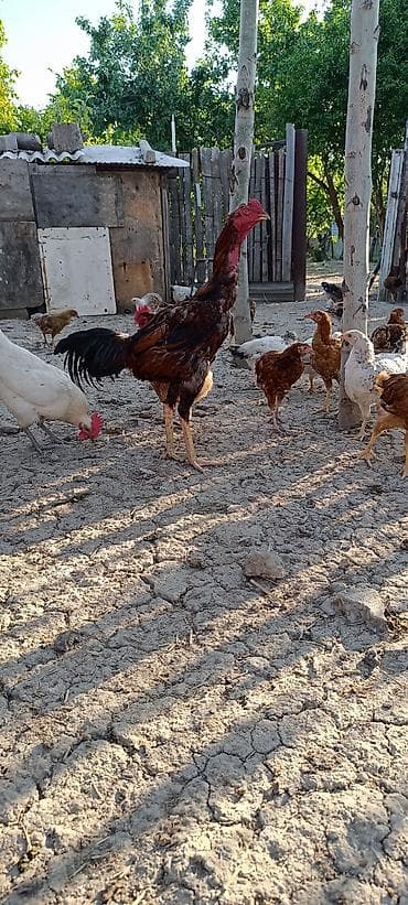Xoruz, Heyratı, il: 1, Ünvandan götürmə, Ödənişli çatdırılma, Rayonlara çatdırılma — 2