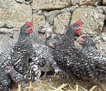 gence toyuq satisi: Toyuq, Damazlıq — 8