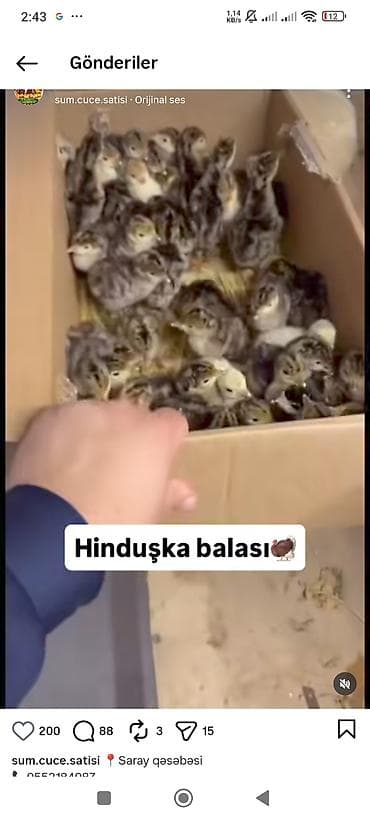 yerli inək cinsləri: Hinduska balalari 8azn — 2