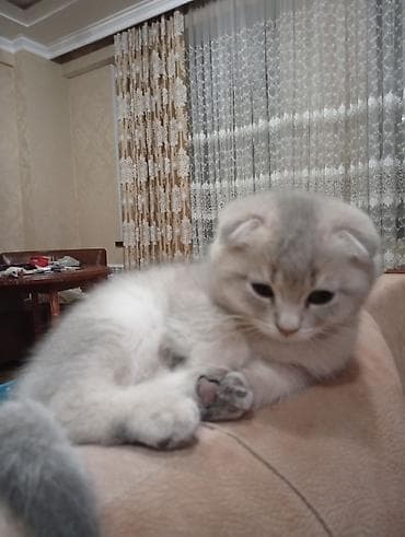 şotland pişiki: Britan yastı qulaq, Erkək, Dişi, Yaxşı əllərə, Ünvandan götürmə — 5