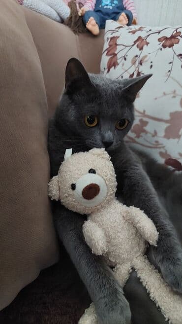 Oyuncaqlar: Sahiplendirirem disidi hecbir problemi yoxdu — 1