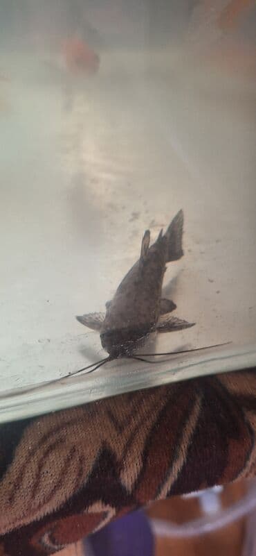 Gəmiricilər: Dördbucaq akvarium, Balıqlarla birlikdə, 64 l, Ünvandan götürmə — 10