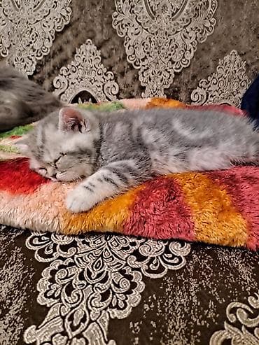 Heyvanlar: Şotland yastı qulaq — 6