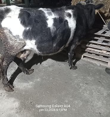 i̇nekler: Boğazdı.8 aylıq - Rəng: qara-ağ alaca - Buynuzlu, ipli yedəkdə - — 2