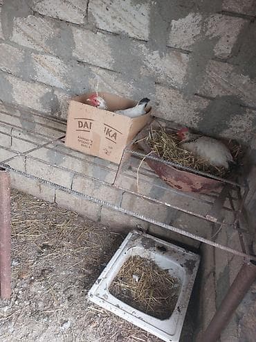 yumurta satışı: Mayalı kənd yumurtası yaşıl otlar ilə bəslənən tam təbii üslubda — 5