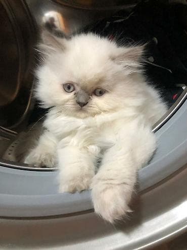 it yuvasi satilir: Dişi, Cütləşmə üçün, Ünvandan götürmə — 2