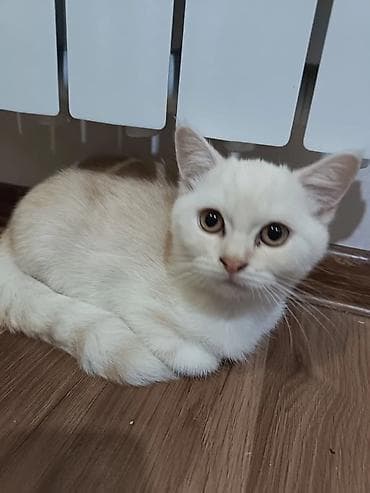 british: Britan — 4