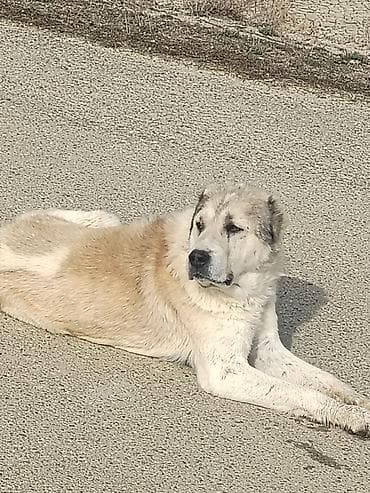 dana heyvan: Cəmi 2 eded Erkek Qurdbasar kuciki qalib ATA Anasida ordadi barter — 3