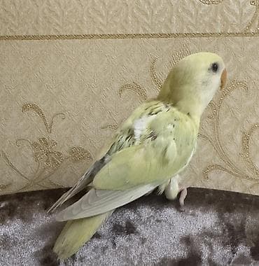 Gəmiricilər: Salam 40-45 günlük yeni yemə düşmüş balalardı. 3 ədəddir hamsı tam — 4