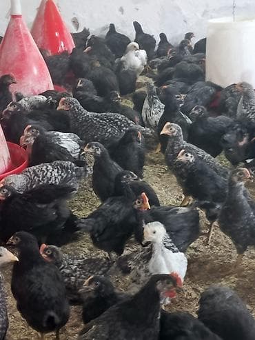toyuq bazari: Salam 45 günlük Xarkov çolpalari Bütün iynə dərmanları hamısı olunub — 2