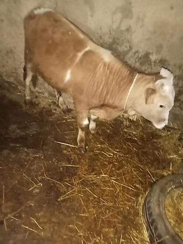 Gəmiricilər: Cüt satlir 2 sdə erkeydi cüt qimeti 2550 deylir riyalı alcıyla — 4