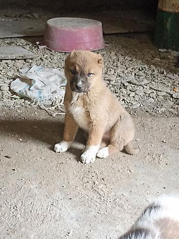 купить британская шиншилла: Самка, Самовывоз — 3