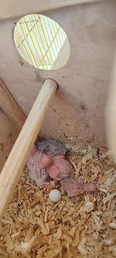 Salam aleykum valnisti quşları satılır bir cütün altında 5 bala bir at lalafo.az Salam aleykum valnisti quşları satılır bir cütün altında 5 bala bir