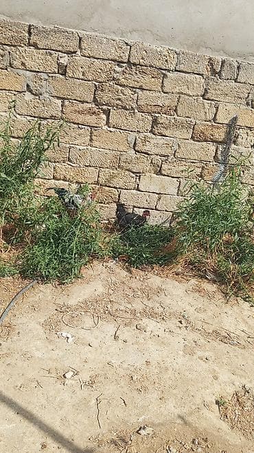 çöl ördeği: Salam təcili satılır 3 ordey kəsməlik 4 çolpa 2 xoruz 1 boynu yolux 2 — 2