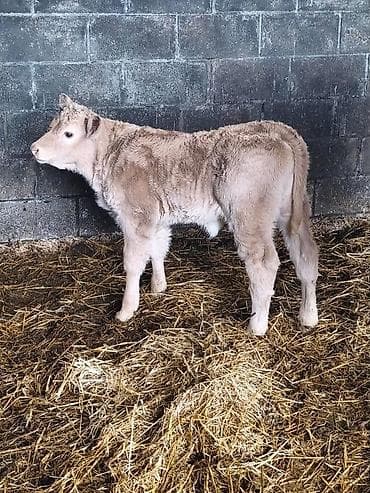 Mal-qara – bala buzov - Cins: ətli tip (şəkillərdə açıq krem rəngli