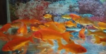 Pişiklər: Qızıl balıqlar böyük ölçüdə — 1