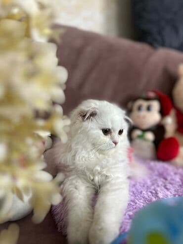 şotlan pişik: Şotland yastı qulaq, Erkək, Dişi, Yaxşı əllərə, Ünvandan götürmə, Pulsuz çatdırılma, Ödənişli çatdırılma — 70