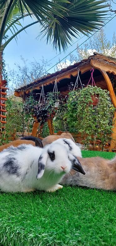 dovşan qəfəsləri: Wekilde gorduyunuz xolandski lop balalar satilir mini 4 ay — 10